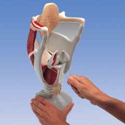 Functioneel strottenhoofd (Larynx), 4x vergroot