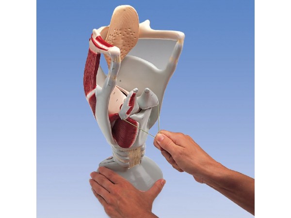 Functioneel strottenhoofd (Larynx), 4x vergroot