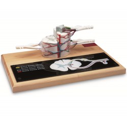 Ruggenmerg, 6x vergroot