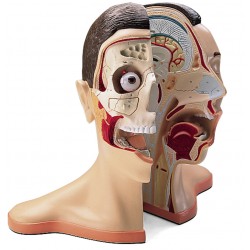 Hoofd en nek model, 5-delig