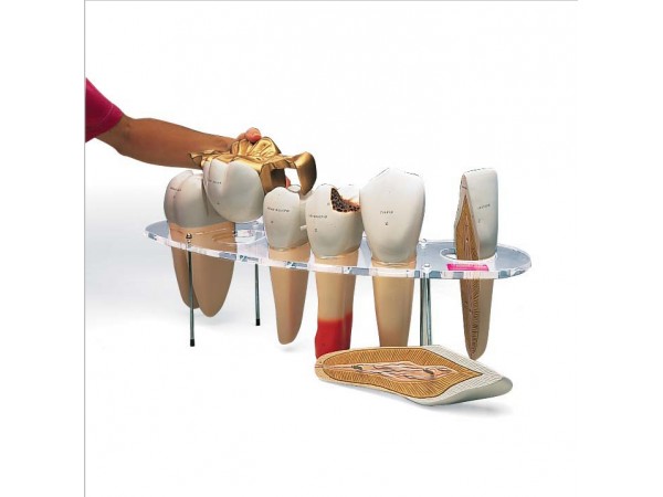 Gebit morfologie serie 7-delig, 10x ware grootte