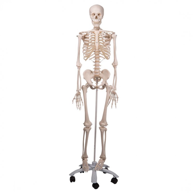 bizon schaal Beleefd Skeletten, Standaard Skelet model