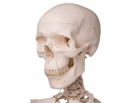 Standaard Skelet, 170 cm