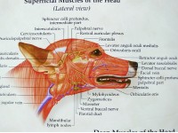 Hond, spieren