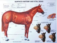 Paard, bouw en gezondheids kenmerken