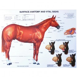 Paard, bouw en gezondheids kenmerken Paard, bouw en gezondheids kenmerken