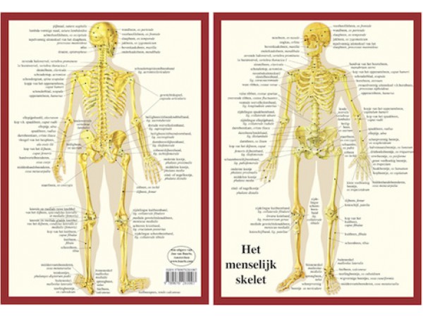 Anatomie Skelet A4 Kaart Nederlands