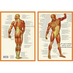 Anatomie Spieren A4 Kaart Nederlands