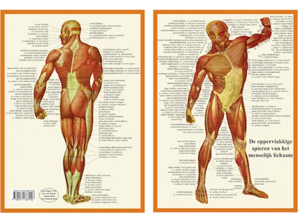 Anatomie Spieren A4 Kaart Nederlands