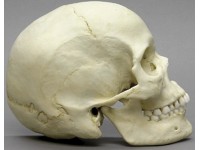 Sagitaal gehalveerd schedelmodel