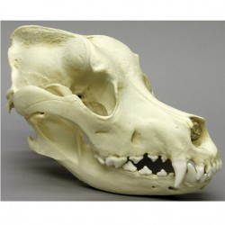 Schedel Duitse dog (Deense dog)