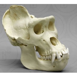Gorilla schedel, Man, XL