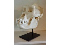 Gorilla schedel, Man, XL