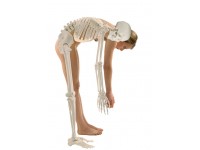 Skelet flex wervelkolom & beweegbare schouderbladen