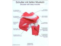 Schouderspieren