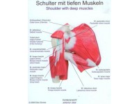 Schouderspieren