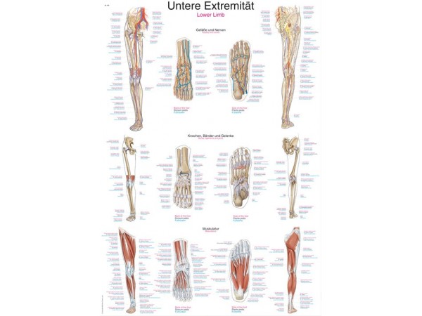 Anatomie Poster Benen Anatomie Poster Benen