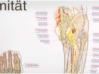 Anatomie Poster Armen