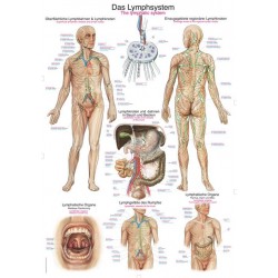Lymfatisch systeem, gelamineerde wandplaat Lymfatisch systeem, gelamineerde wandplaat