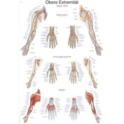 Anatomie Poster Armen Anatomie Poster Armen