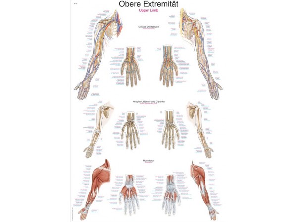 Anatomie Poster Armen