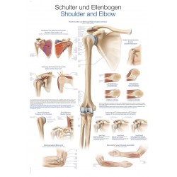 Wandplaat "Schulter und Ellenbogen - Shoulder and Elbow"