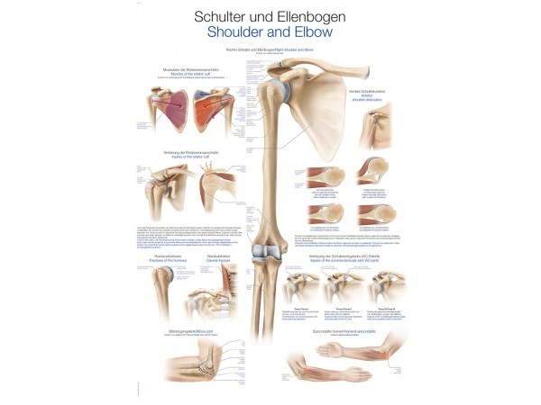 Wandplaat "Schulter und Ellenbogen - Shoulder and Elbow"