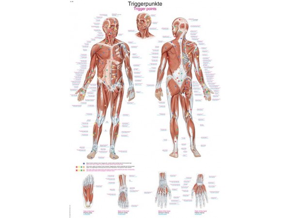Anatomie Poster Triggerpoints