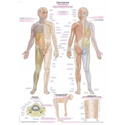 Wandplaat Dermatomen