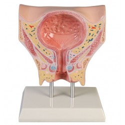 Urineblaas, vrouwelijk