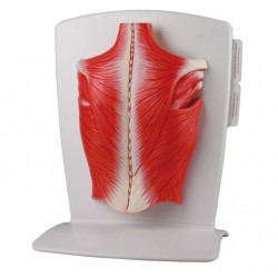 Rugspieren, 4 delig, verkleind model