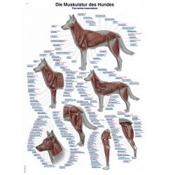 Anatomie Poster Hond Spieren, 70 x 100 cm, Kunststof
