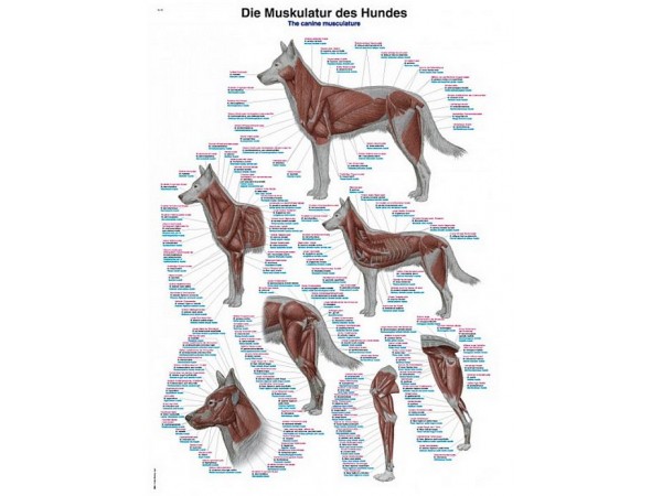 Anatomie Poster Hond Spieren, 70 x 100 cm, Kunststof