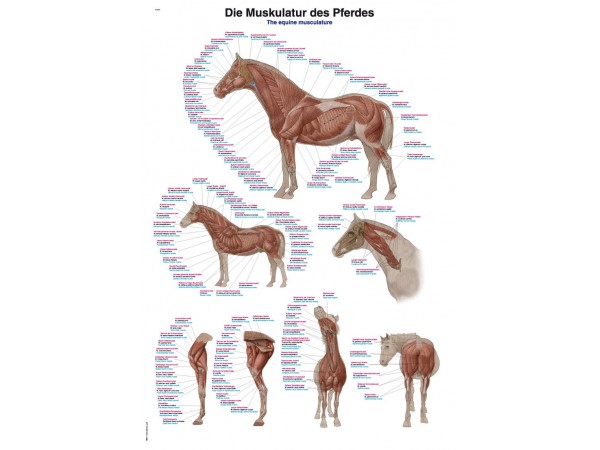 Anatomie Poster Paard Spieren, 70 x 100 cm, Kunststof