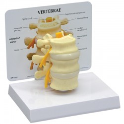 Basic vertebrae + info kaart Basic vertebrae + info kaart