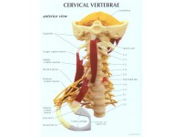 Cervicale wervelkolom met zenuwen en spieren