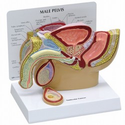 Mannelijk bekken doorsnede en teelbal + infokaart
