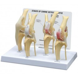 Hondenknie 4 stadia Osteoarthritis Hondenknie 4 stadia Osteoarthritis