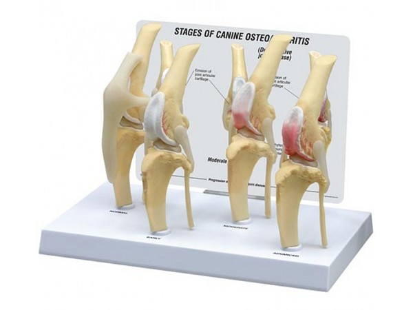 Hondenknie 4 stadia Osteoarthritis