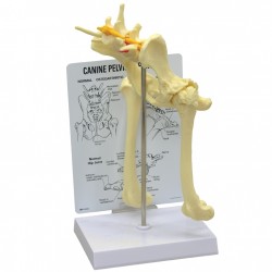 Heupgewricht hond Heupgewricht hond