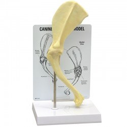 Schoudergewricht hond Schoudergewricht hond