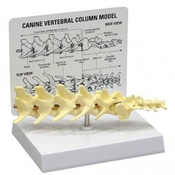 5-delige Wervelkolom hond 5-delige Wervelkolom hond