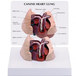 Hondenhart en -long, met hartworm Hondenhart en -long, met hartworm