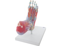 Voetskelet met ligamenten en spieren
