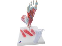 Voetskelet met ligamenten en spieren