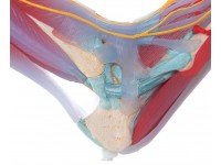 Voetskelet met ligamenten en spieren