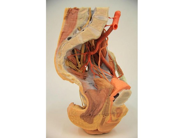 Vrouwelijk bekken en abdomen, 3D Print