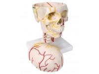 Neurovasculaire Schedel