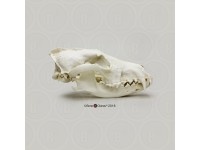 Hondachtigen Schedel Set (4 stuks) Hondachtigen Schedel Set (4 stuks)