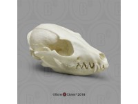 Hondachtigen Schedel Set (4 stuks) Hondachtigen Schedel Set (4 stuks)